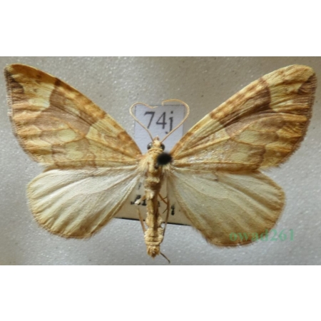 Eulithis populata (Linnaeus, 1758) male Nacinek topolowiak Czech74j